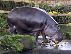 Pygmy Hippo at Bristol Zoo, England