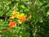 A yellow and red Poinciana