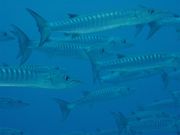 A school of sawtooth barracudas, Sphyraena putnamae in Bora Bora.