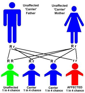 Sickle-cell disease is inherited in the autosomal recessive pattern, depicted above.