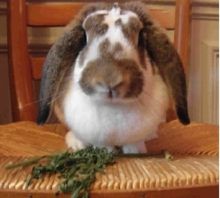 A French lop rabbit