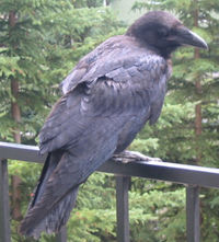 Common Raven