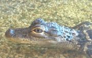 Young American Alligator Georgetown, South Carolina