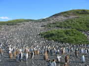 120.000 King Penguins on Salisbury Plain (Aptenodytes patagonicus).