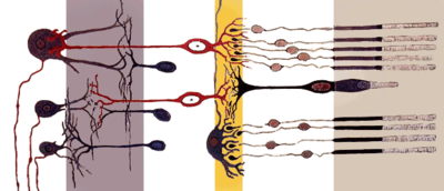 Retina's simplified axial organisation. The retina is a stack of several neuronal layers. Light is concentrated from the eye and passes across these layers (from left to right) to hit the photoreceptors (right layer). This elicits chemical transformation mediating a propagation of signal to the bipolar and horizontal cells (middle yellow layer). The signal is then propagated to the amacrine and ganglion cells. These neurons ultimately may produce action potentials on their axons. This spatiotemporal pattern of spikes determines the raw input from the eyes to the brain. (Modified from a drawing by Ramón y Cajal.)