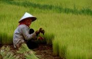 The planting of rice is often a labour-intensive process