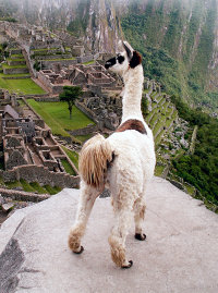 A llama overlooking the city of Machu Picchu.