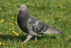 Rock Pigeon near the shore in Connecticut