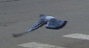 Pigeon in flight