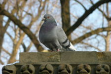 A Rock Pigeon perched in Central Park