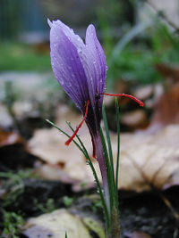 A saffron crocus flower with red stigmas.