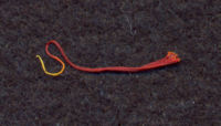 Close-up of a single crocus thread (the dried stigma). Actual length is about 20mm.