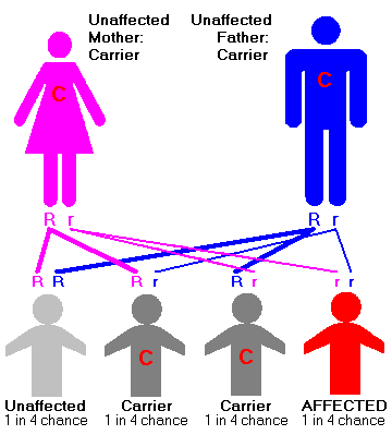 Tay-Sachs disease is inherited in the autosomal recessive pattern, depicted above.
