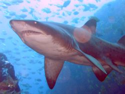 Grey nurse shark, Carcharias taurus