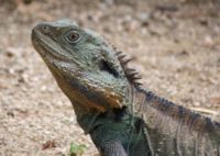 Eastern Water dragon, Physignathus lesueurii