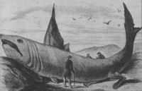 The "wonderful fish" described in Harper's Weekly on October 24, 1868. It is likely this was the remains of a basking shark.