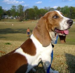 The basset hound is known for its comical mannerisms and gentle disposition.