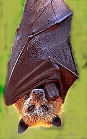 Giant golden-crowned flying fox, Acerodon jubatus