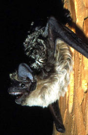 Parti-coloured bat, Vespertilio murinus