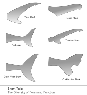 The range of shark tail shapes