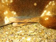 Claspers of male spotted wobbegong, Orectolobus maculatus