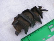 Egg case of Port Jackson shark - found on Vincentia beach, Jervis Bay Territory, Australia