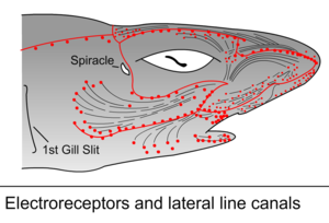 Electroreceptors (Ampullae of Lorenzini) and lateral line canals in the head of a shark.