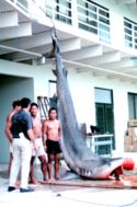 A 14-foot, 544 kg (1200 pound) Tiger shark caught in Kaneohe Bay, Oahu in 1966