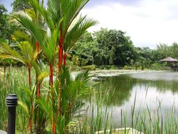 Singapore Botanic Gardens, a 67.3-hectare (166 acre) botanical garden in Singapore that includes the National Orchid Garden which has a collection of more than 3,000 species of orchids.