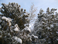 Snow capped trees in Afghanistan.