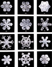Photomicrograph images of snow flakes by Vermont scientist-artist Wilson Bentley, c. 1902