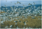 Snow Geese wintering at the Bosque del Apache, New Mexico: note blue-phase bird at far upper left