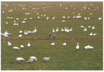 Snow Geese at the  Bosque del Apache, New Mexico: note two blue-phase birds in center