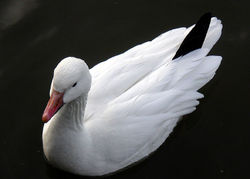 Lesser Snow Goose (white phase)