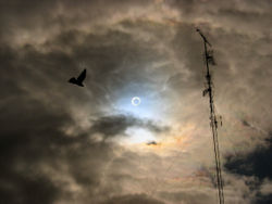 Photo taken in Valladolid (Spain) during the October 2005 annular eclipse.