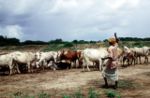 A Somali rancher herds cattle in Kismayo.