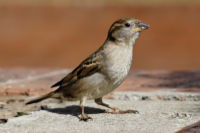 House Sparrow