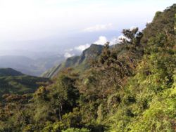 Mountain forests in Sri Lanka.