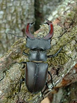 Male Lucanus cervus