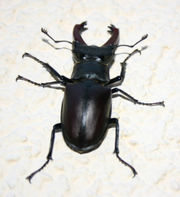 Male Lucanus cervus