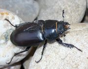 The female Lucanus cervus has much smaller mandibles than the male