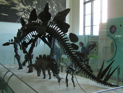 Stegosaurus mounted skeleton and small model at the American Museum of Natural History, New York.