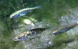 Three-spined stickleback, Gasterosteus aculeatus