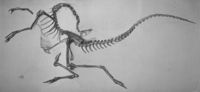 Illustration of a Struthiomimus specimen.