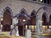 Struthiomimus skeleton in the Oxford University Museum of Natural History.