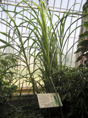 Sugar cane Saccharum officinarum at Kew Gardens, London