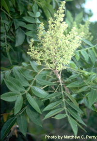 Winged Sumac leaves and flowers