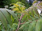 A young branch of Staghorn Sumac.