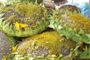 Sunflower heads solds as snacks in China.