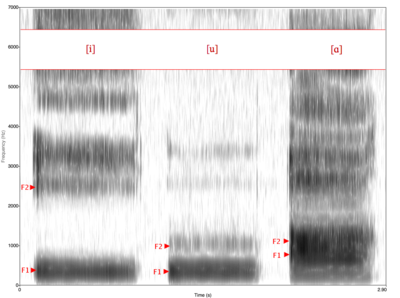 Spectrogram of vowels [i, u, ɑ]. [ɑ] is a low vowel, so its F1 value is higher than that of [i] and [u], which are high vowels. [i] is a front vowel, so its F2 is substantially higher than that of [u] and [ɑ], which are back vowels.
